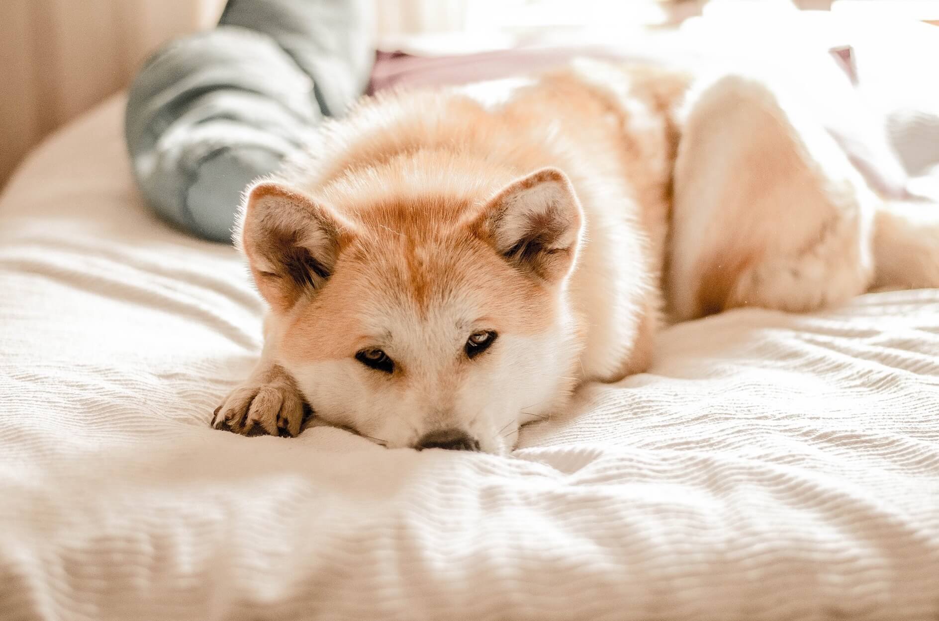 Calmer un chien qui tremble comment s