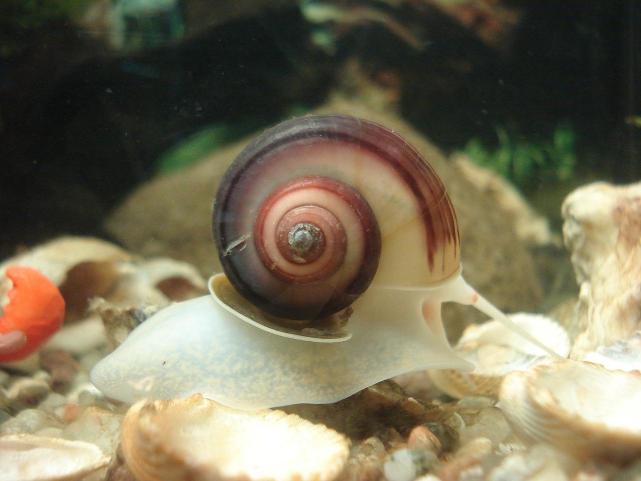 Mettre des escargots dans un aquarium quelles en sont les raisons