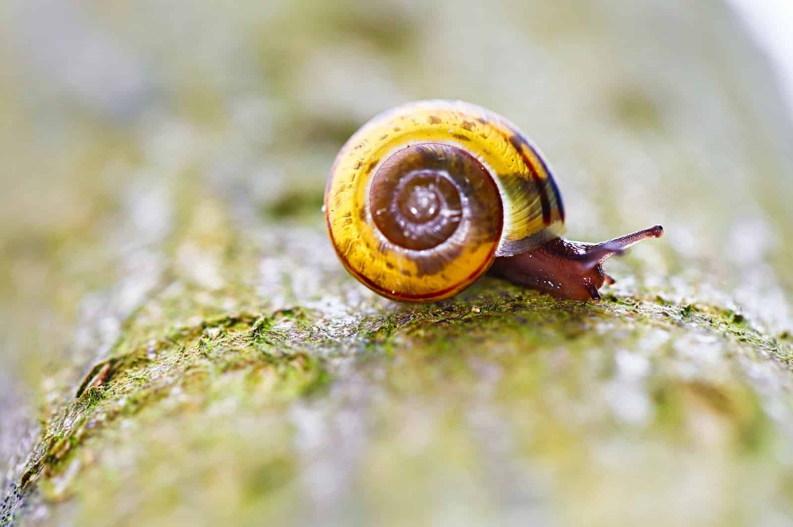 Pourquoi mettre des escargots dans un aquarium ? Index Animaux