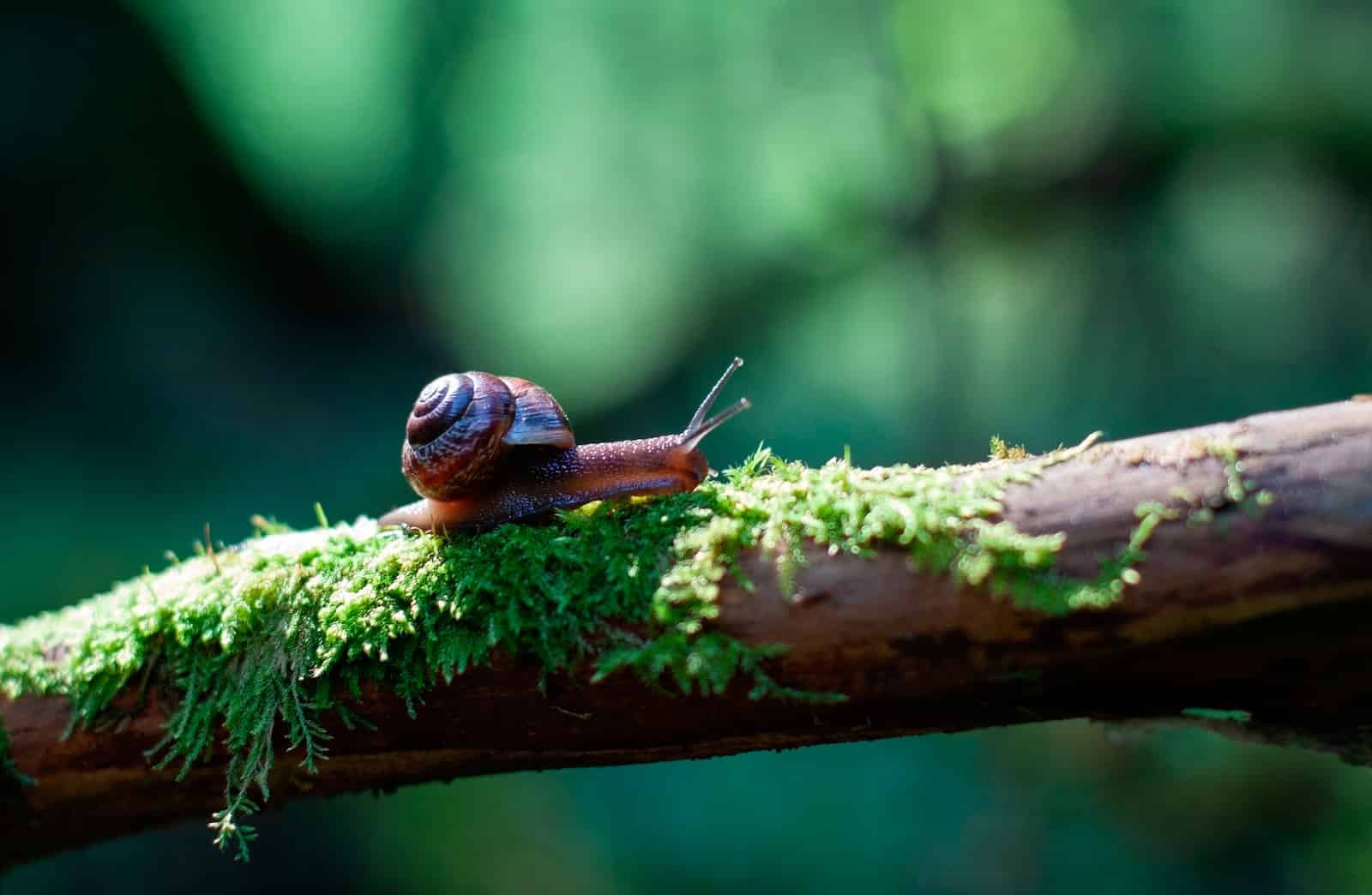 Pourquoi mettre des escargots dans un aquarium ? Index Animaux